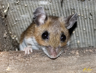 White Footed Mouse 8032